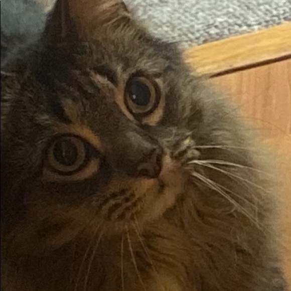 Meet your Posher, Maggie - Picture 3 of 3